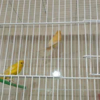 کاسکو مینا عروس هلندی کوتوله قناری مرغ عشق سهره|پرنده|اصفهان, کوجان|دیوار