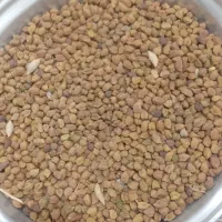 نخود زرد تازه امسال‌