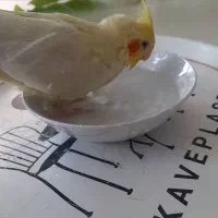 عروس هلندی لوتینو رام|پرنده|تهران, نیروی دریایی|دیوار