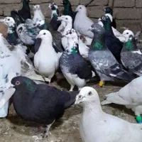 ۳۵تا کفتر بوم پرشی