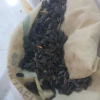 فروش تخمه سیاه سرند۷و۸و۶