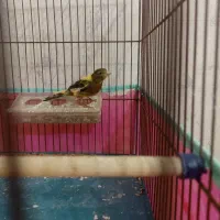 قناری ماده|پرنده|اردبیل, |دیوار