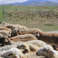 شراکت در دامداری