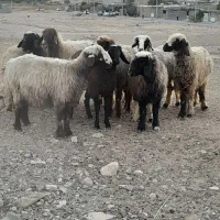 ۲۷راس شیشک میش ترکی داشتی صحرایی آبستن|حیوانات مزرعه|شیراز, تل حسین‌آباد|دیوار