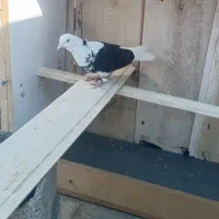 کفتر پشت دار  ماده