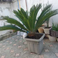 سیکاس بزرگ گلدانی