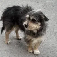 فروش حیوان خانگی|سگ|مشهد, احمدآباد|دیوار