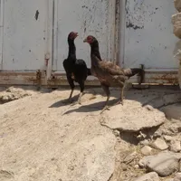 مرغ لاری