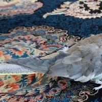 عروس هلندی ماده