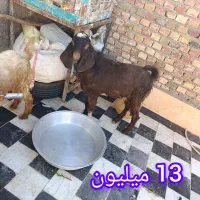 بز پاچن|حیوانات مزرعه|زاهدان, |دیوار