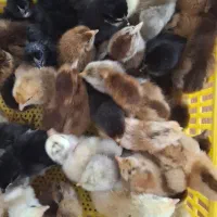 جوجه مرغ|حیوانات مزرعه|گوراب زرمیخ, |دیوار