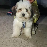 سگ تدی|حیوانات|کرمانشاه, |دیوار