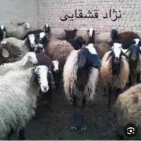 فروش میش ترکی درجه یک