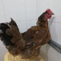 مرغ تخم گذار