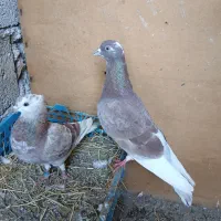 بیزککیل شازده مایا دیروزغروب گم کردم