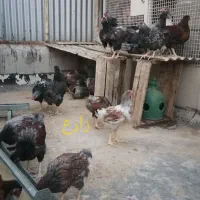 جوجه و نیمچه مرغ و خروس نژاد ویاندوت اصل|حیوانات مزرعه|تهران, مهران (سیدخندان)|دیوار