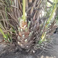 فسیل پاجوش پیارم