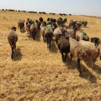 میش مهربان آبستن معاوضه با بره نر