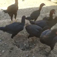 لاری درجه یک|حیوانات مزرعه|رشتخوار, |دیوار