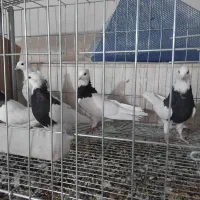 کبوتر طوقی|پرنده|ساوه, |دیوار
