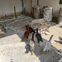 مرغ خروس لاری اصیل نصل دار میزان|حیوانات مزرعه|رشت, حومه رشت|دیوار