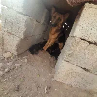 سگ ژرمن