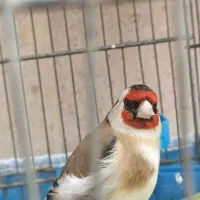 سهره نر قرص  بخون معاوضه با قناری نر