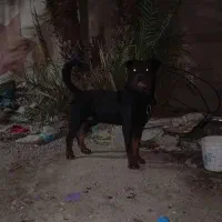 سگ روتوایلر