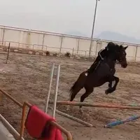 اخته ۲۰۱۴ دوسر خرجی رده ۱۲۵|اسب و تجهیزات اسب‌سواری|اصفهان, بهارستان|دیوار