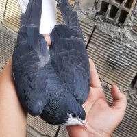 کبوتر شهری|پرنده|خرمشهر, |دیوار