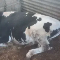 فروش گوساله ماده شنگل