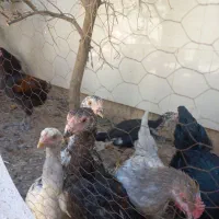 جوجه لاری|حیوانات مزرعه|شیراز, وزیرآباد|دیوار