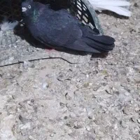 ۵ عدد کبوتر خوب ۱۲۰۰۰|پرنده|ملکان, |دیوار