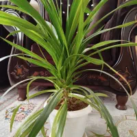 گل های آپارتمانی