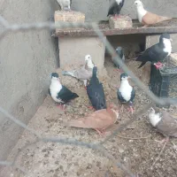 تعدادی کبوتر