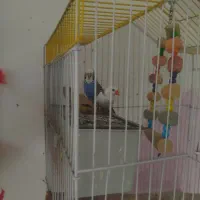 مرغ عشق و فنج|پرنده|قزوین, |دیوار