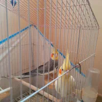 عروس هلندی|پرنده|فومن, |دیوار