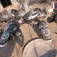 بوقلمون و غاز محلی