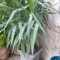 گل یوکا|گل و گیاه طبیعی|بابل, |دیوار
