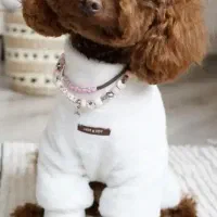 تاینی پودل توی پودل عروسکی /// Poodle toy|سگ|اصفهان, خانه اصفهان|دیوار