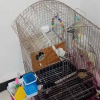 عروس هلندی نر وماده