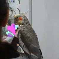 دروازه گم شده.عروس هلندی|حیوانات|شوشتر, |دیوار