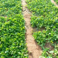 نشا «برگ قرمز »بنیاد کاکی(پزه )|خدمات باغبانی و درختکاری|کاکی, |دیوار