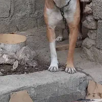 پیت بول ماده|سگ|کرج, شهرک بنفشه|دیوار