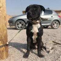 سگ پیتبول نر فول آموزش|سگ|اصفهان, سرشبادران|دیوار