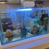 آکواریوم زیبا و شیک