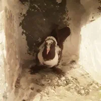 ککلی دوعدد|پرنده|اردبیل, |دیوار