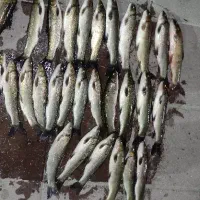فروش ماهی تازه