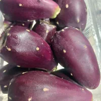 میوه کاکتوس انجیر تیغ دار