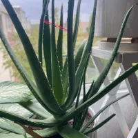 آلوورا|گل و گیاه طبیعی|سنندج, |دیوار